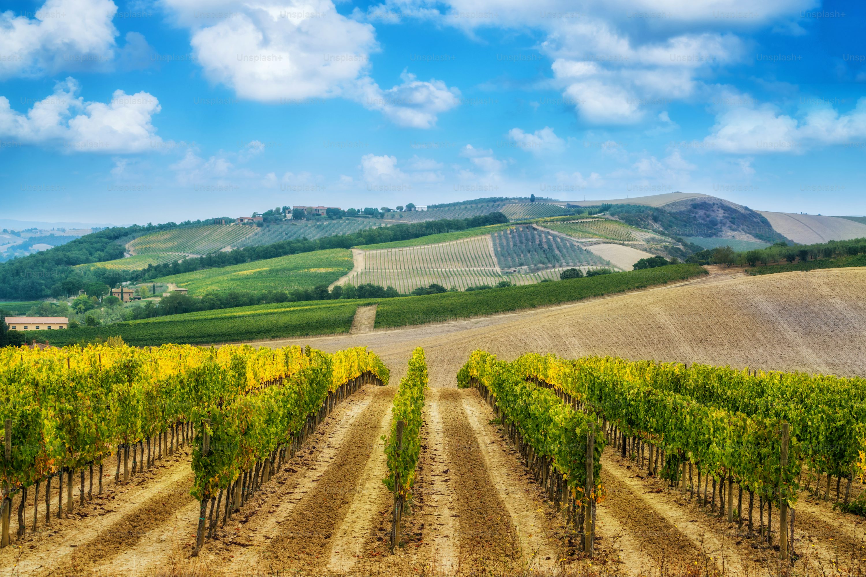 Italian vineyard landscape